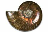 Polished Red Flash Ammonite (Cleoniceras) Fossil - Madagascar #367724-1